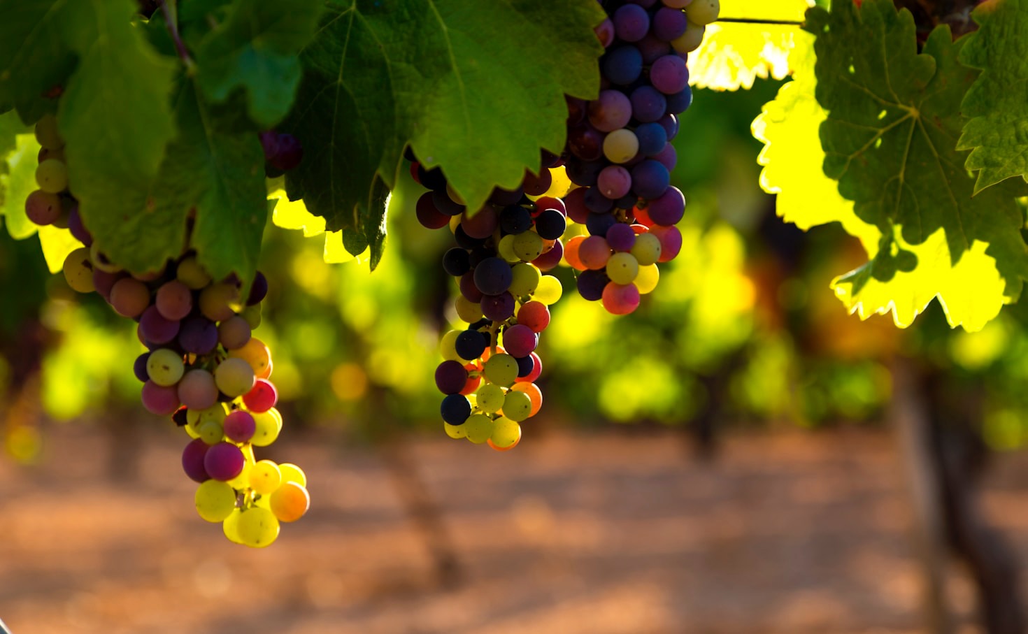 5 tips för att välja rätt vin till maten